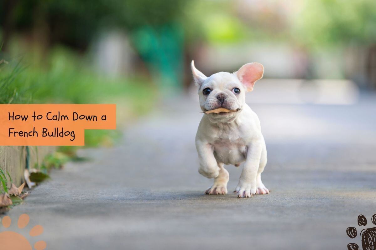 how to calm down a french bulldog puppy