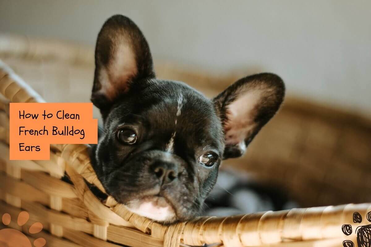 how to clean French Bulldog ears