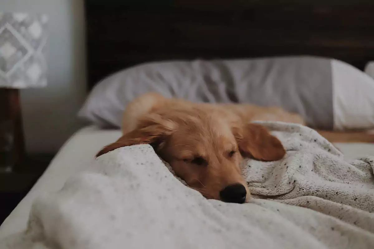 train dog to stay home alone