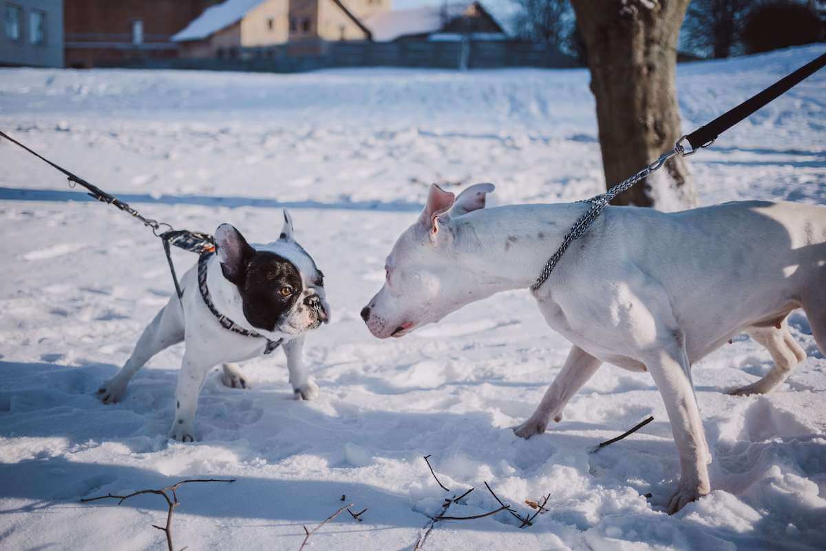 teach your dog how to ignore other dogs on a walk