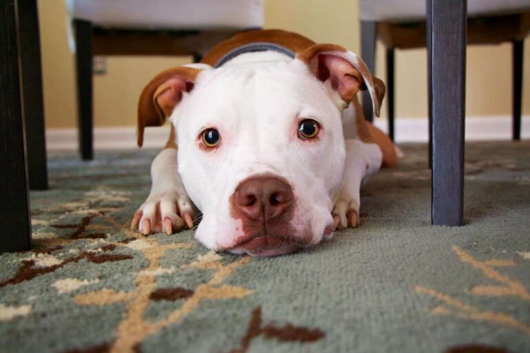 How to Get Dog Smell Out of Carpet (Fast & Easy!) Petlity