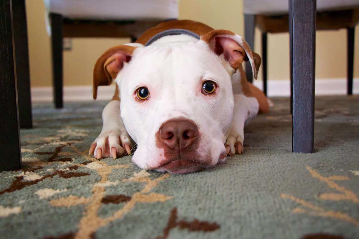 get dog smell out of carpet