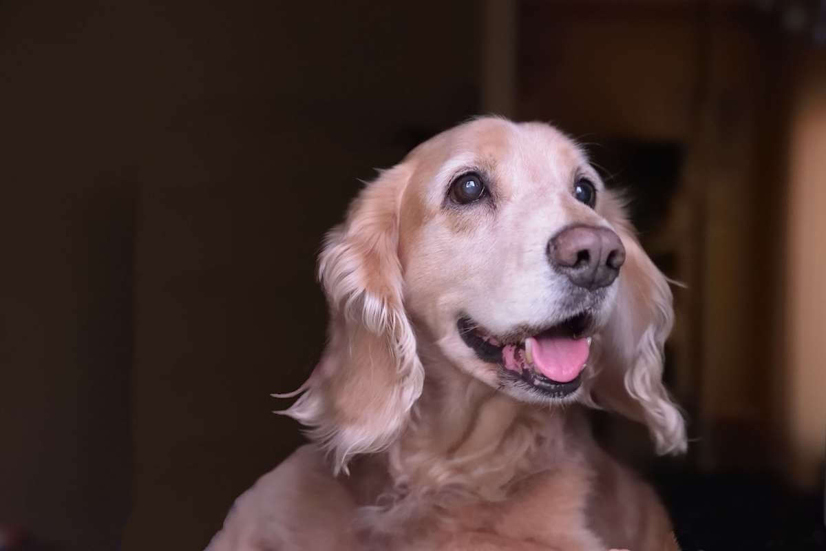 stop dog from shedding
