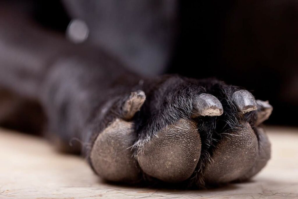 Why Is My Dog Chewing on His Paws? (Reasons & Remedies) Petlity