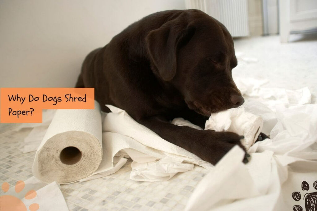 Why Does My Dog Rip Up Toilet Paper? (And How to Stop It) Petlity