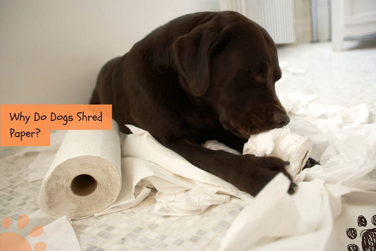 why do dogs shred paper