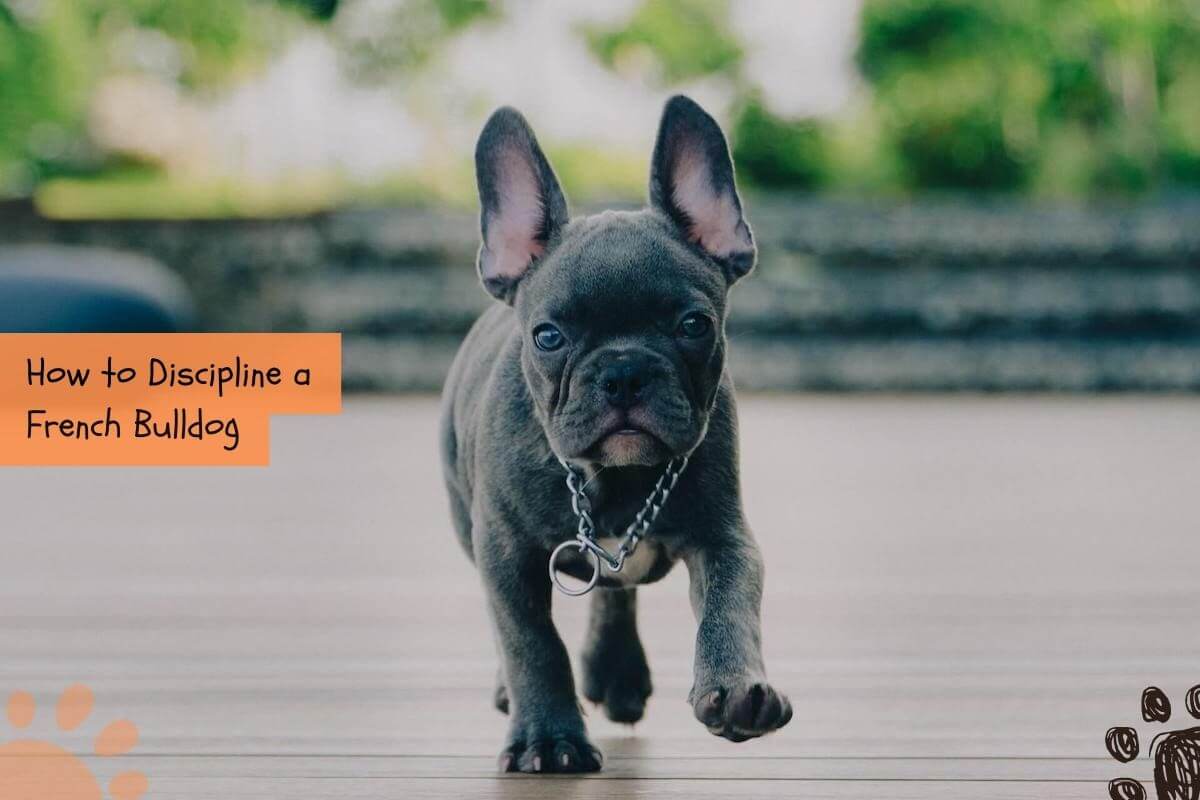 How to discipline a French Bulldog