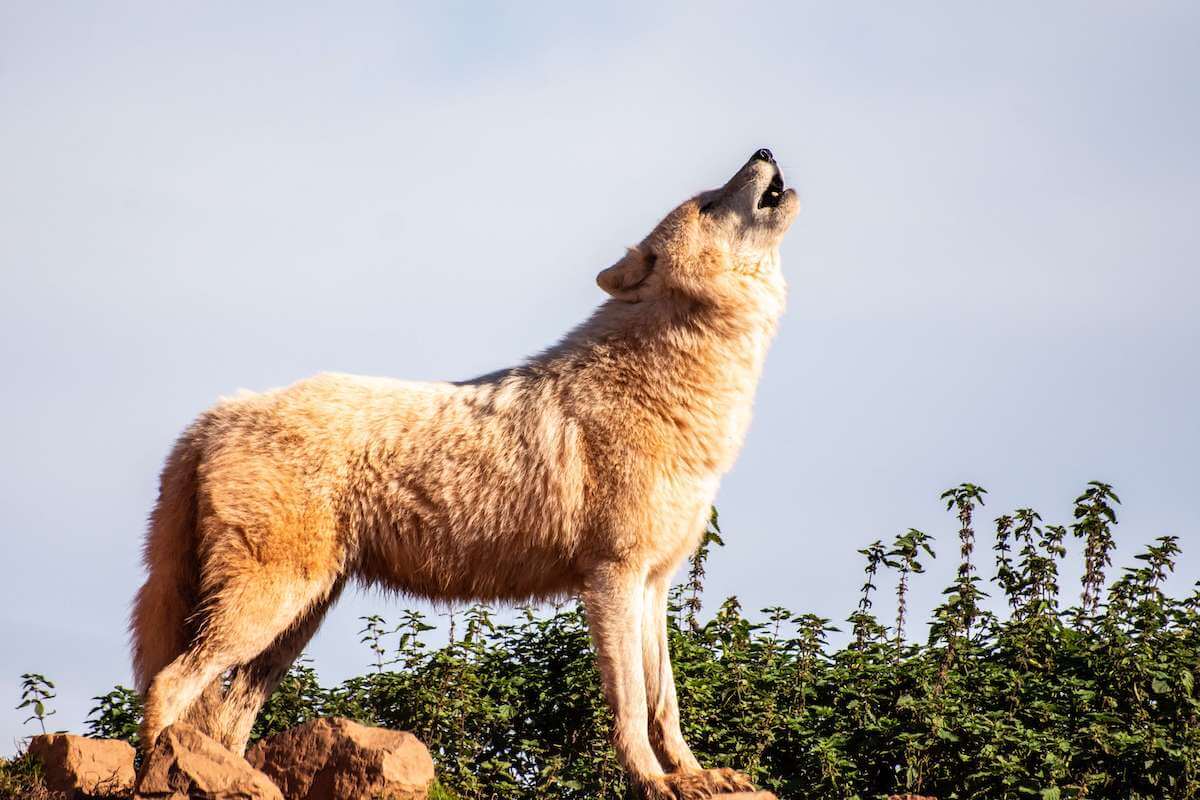 why do huskies howl