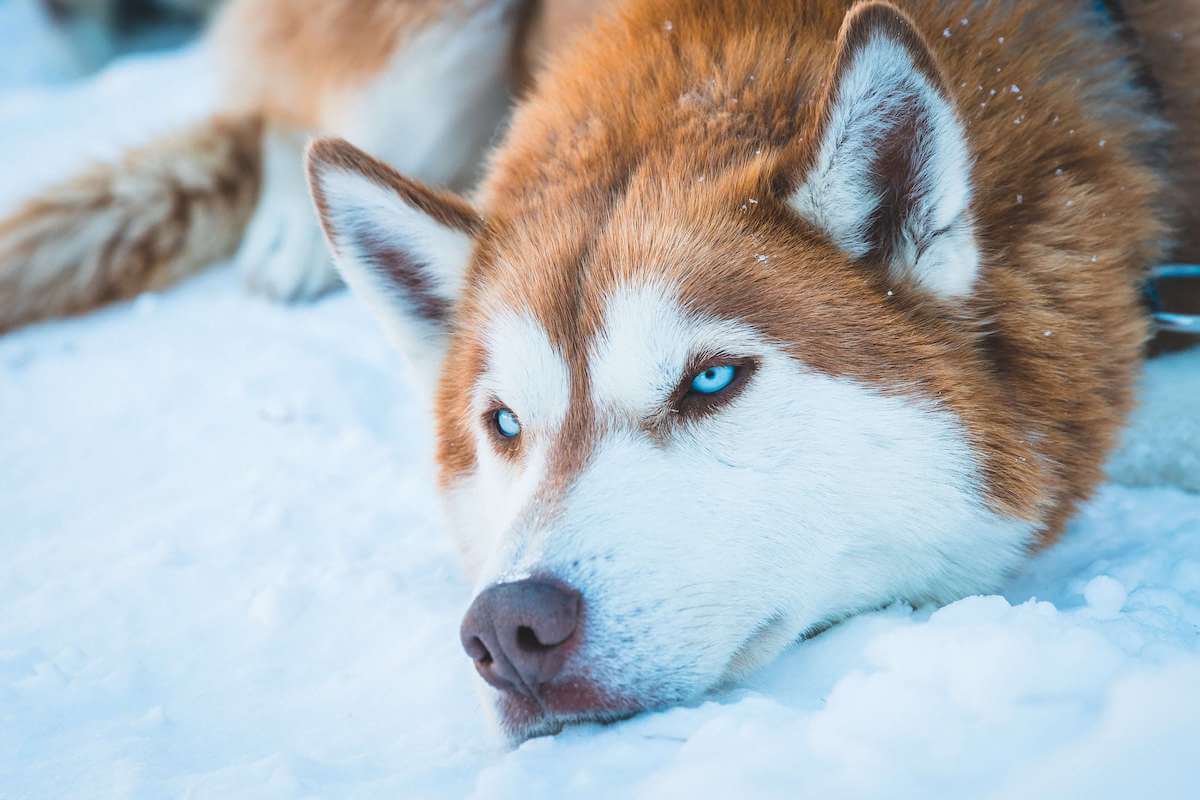 Are huskies good with kids