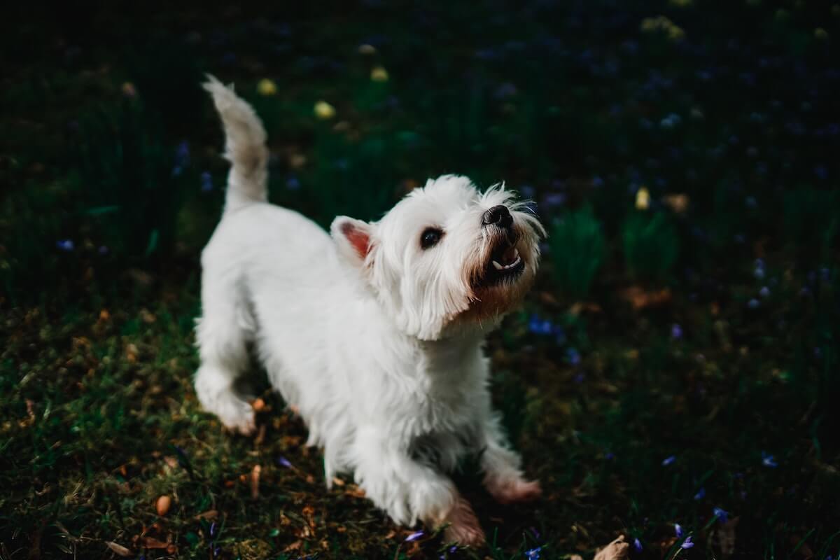 dog barking at night