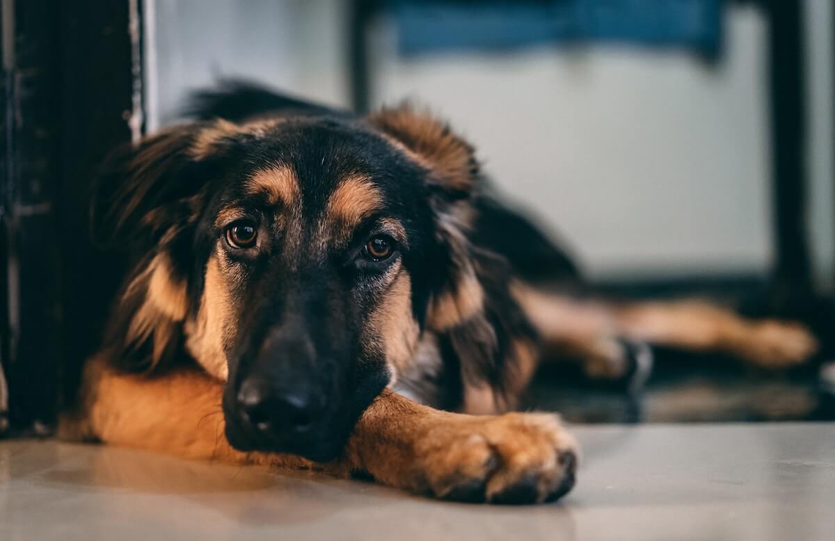 german shepherd health issues