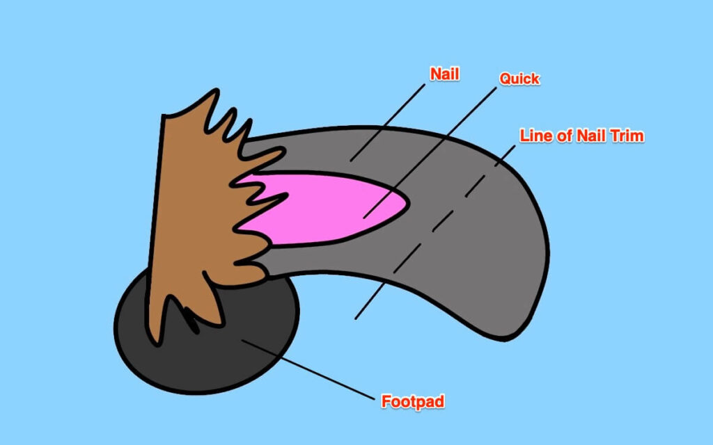 dog nail parts