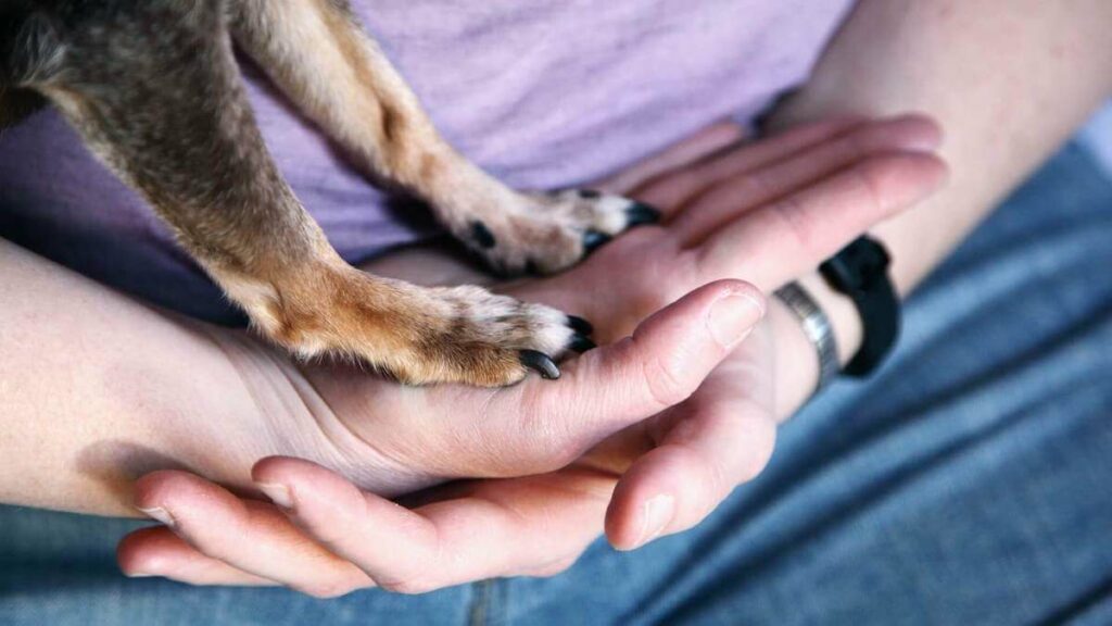 Holding a dog's paws