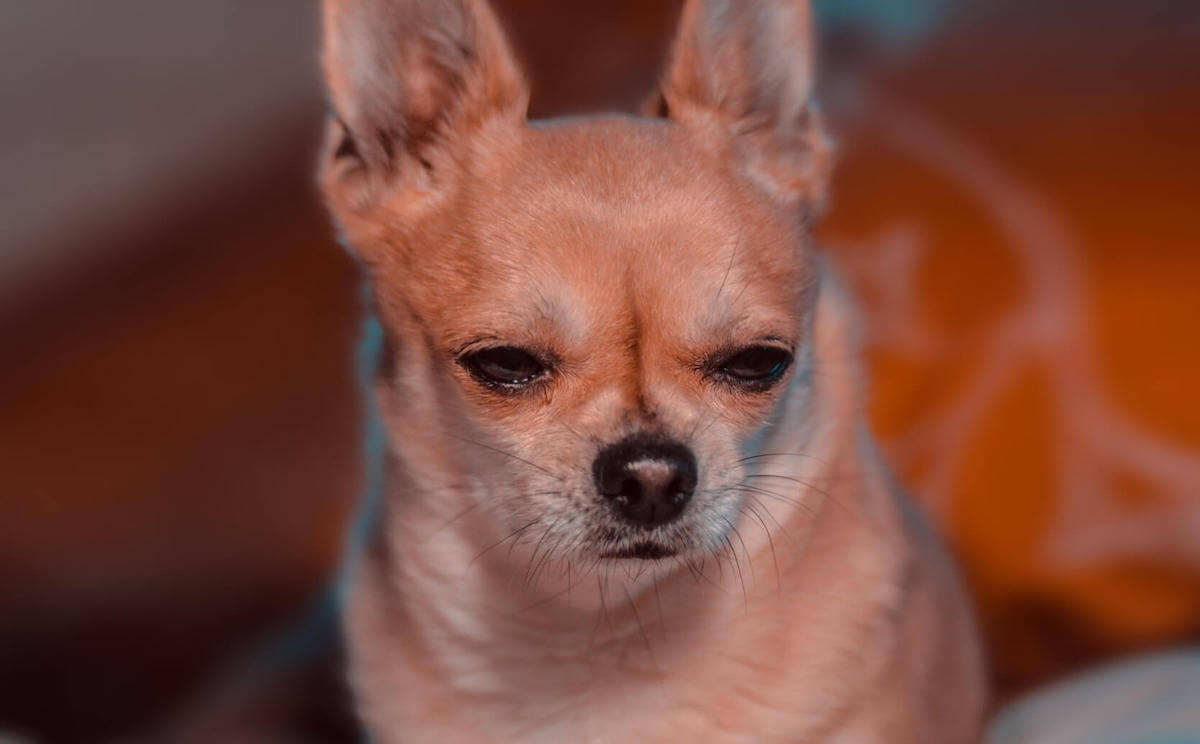 why are chihuahuas so aggressive