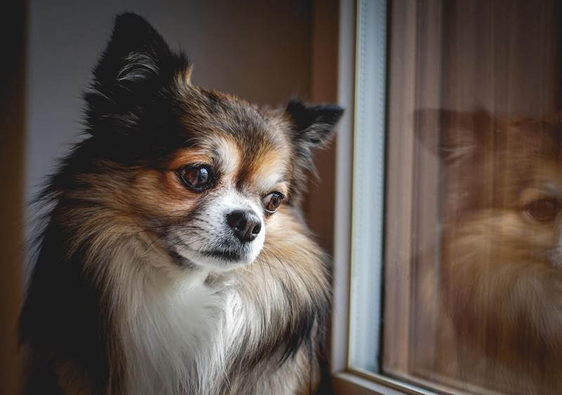 Anxious chihuahua