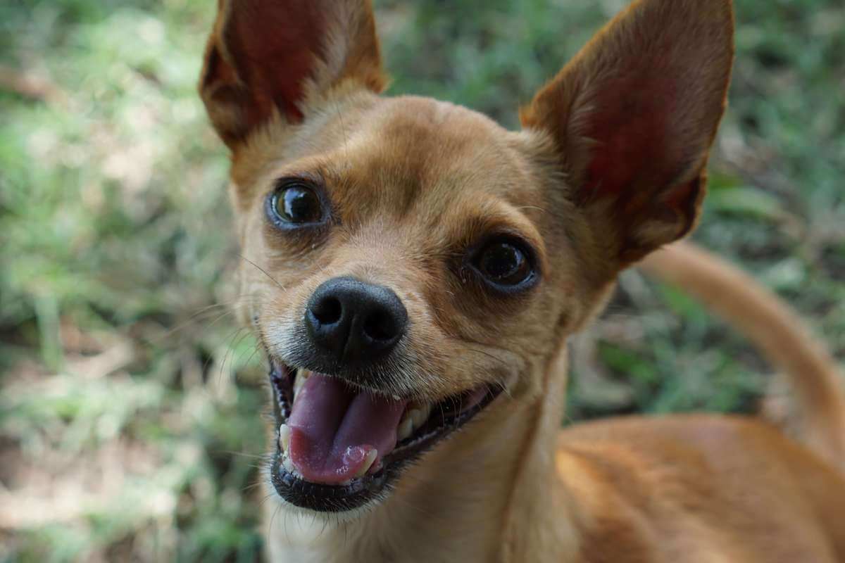 why do chihuahuas bark so much
