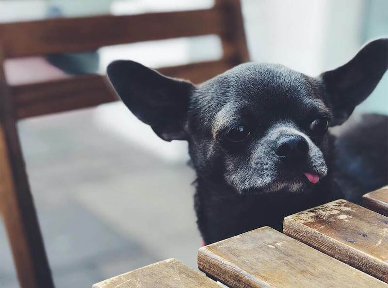 Hungry chihuahua