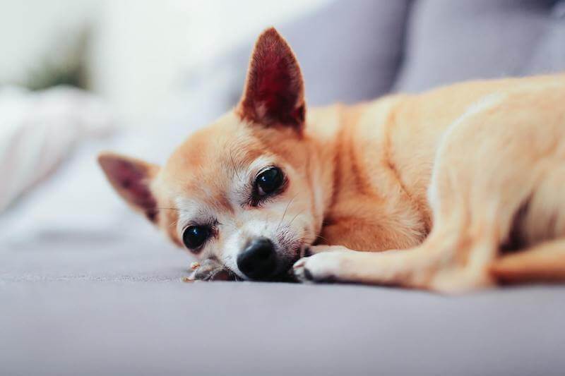 chihuahua illness