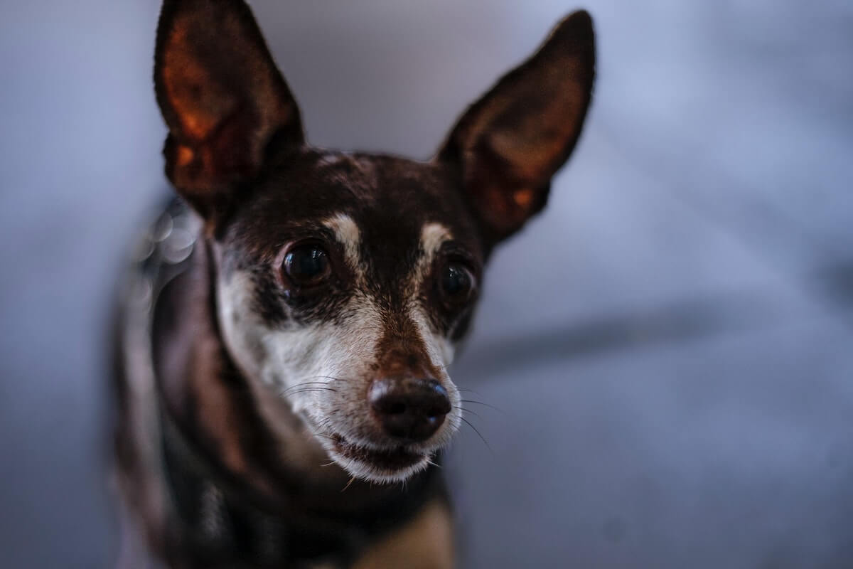 why are chihuahuas so needy