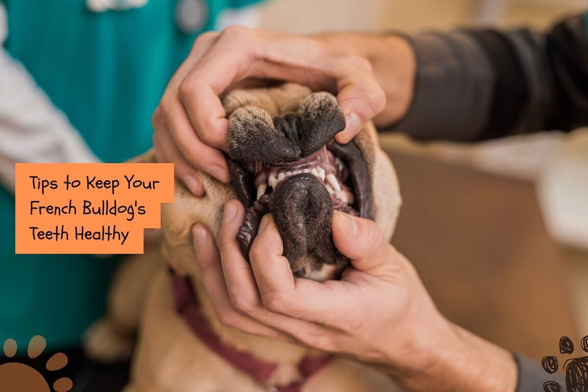 clean French bulldog teeth at home