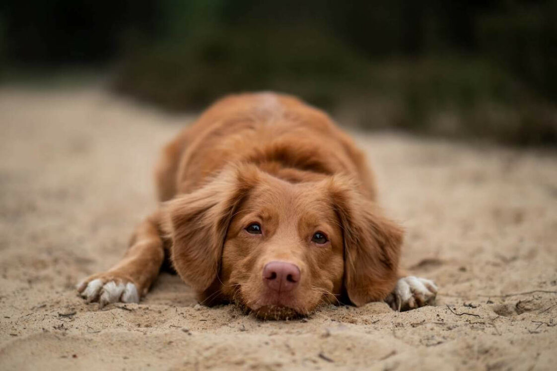 Why Doesn't My Dog Bark and (What to Do About It) Petlity