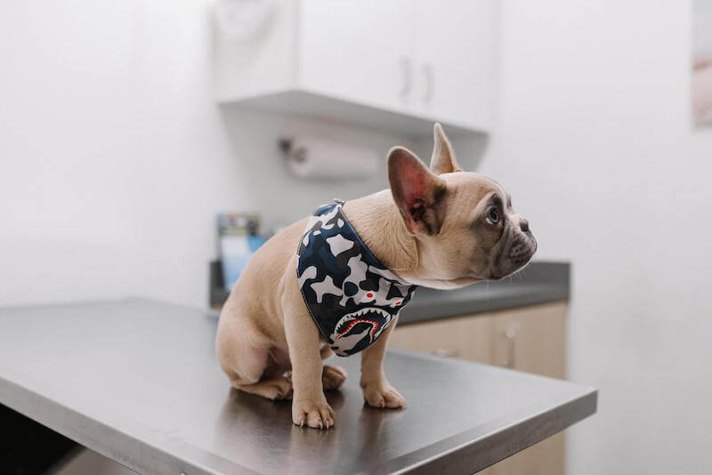 dog checkup at the veterinarian