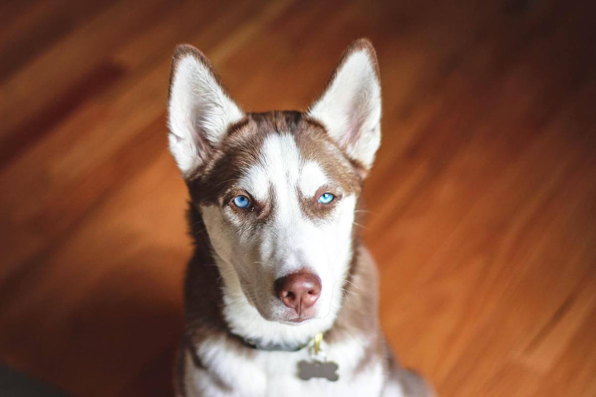 husky throwing up