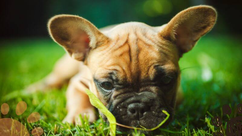 sick frenchie eating grass