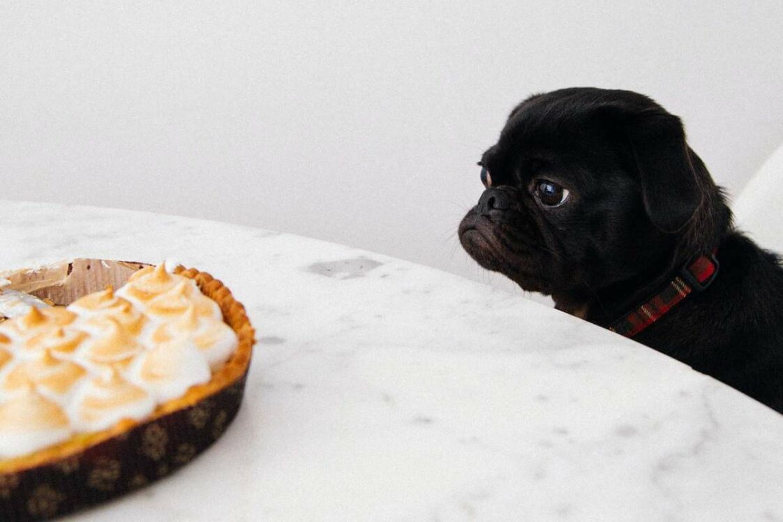 How to get your dog to eat dog food again (12 tips) Petlity