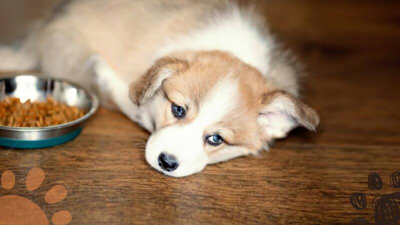 dog lying on the floor not eating his food