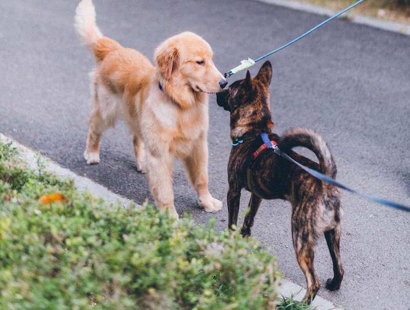 teach your dog to ignore other dogs