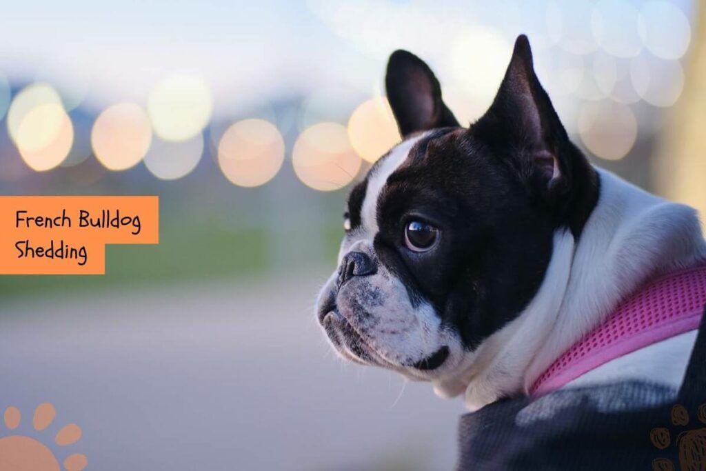 French Bulldog Shedding (7 Tips to Reduce Shedding) Petlity