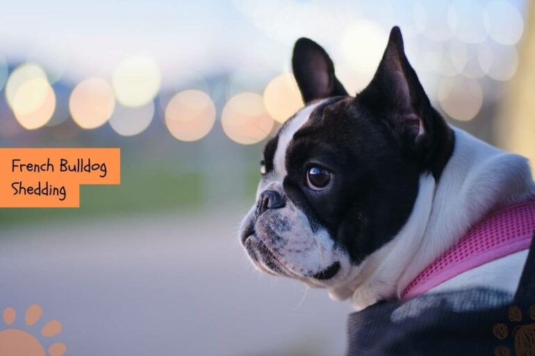 French Bulldog Shedding (7 Tips to Reduce Shedding) Petlity