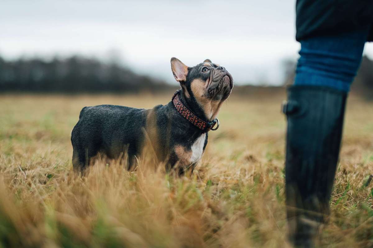 french bulldog tail