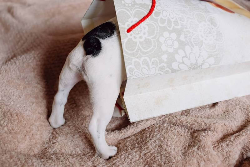 French Bulldog tail