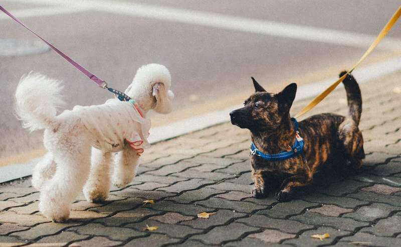 train dog to be quiet with other dogs