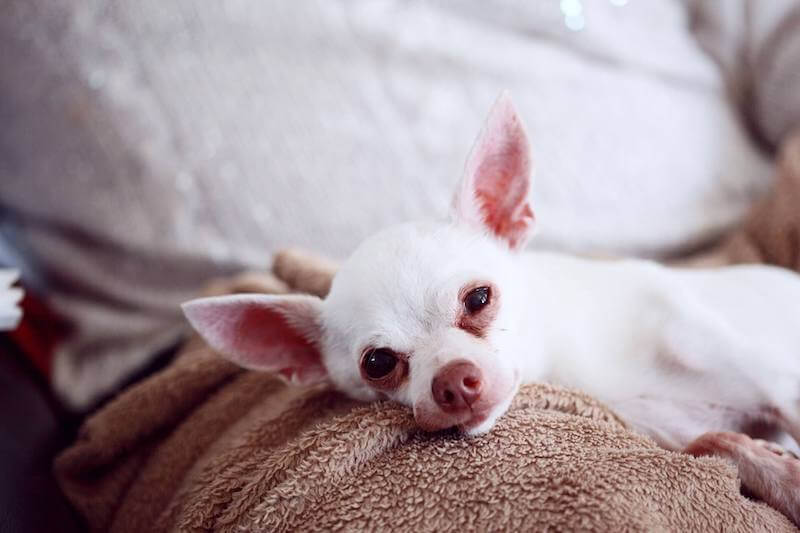Chihuahua sick with infection