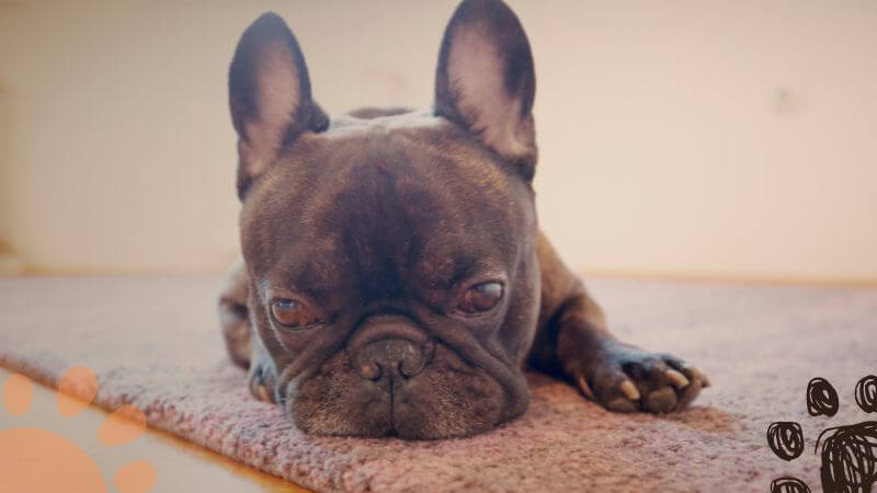 dog depressed lying on the floor