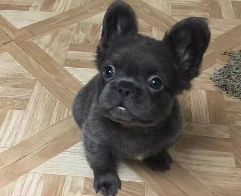 black fluffy frenchie