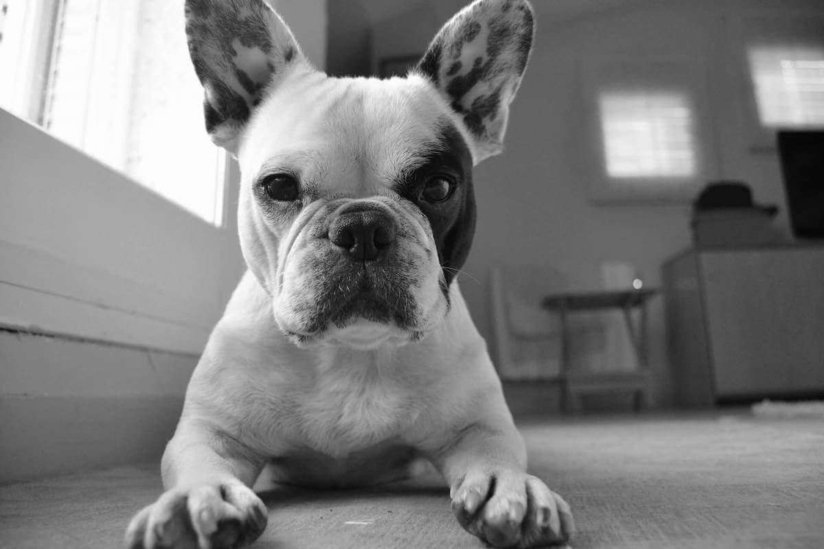 why do french bulldogs fart so much