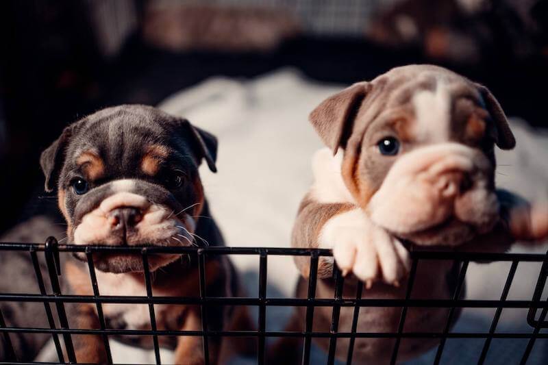 french bulldog puppies