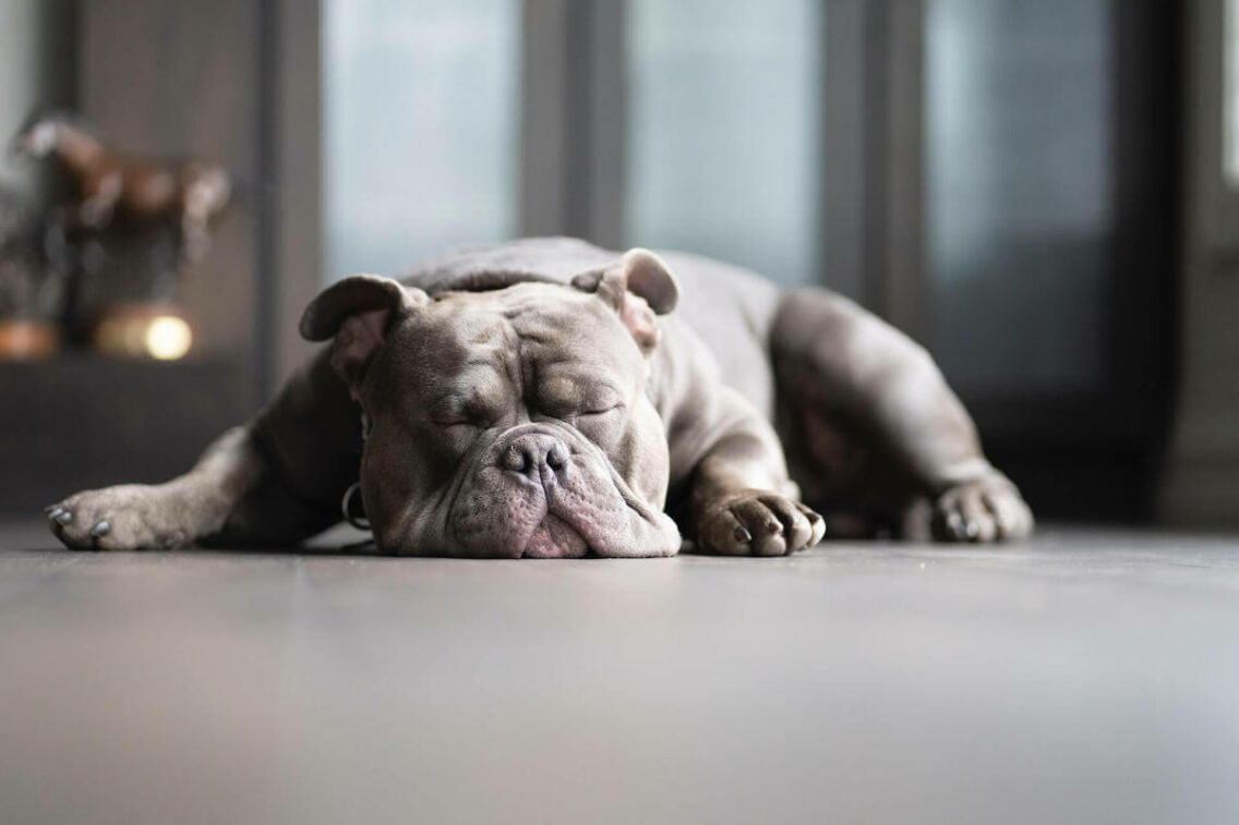 Why Do French Bulldogs Sleep So Much? Is It Normal? Petlity