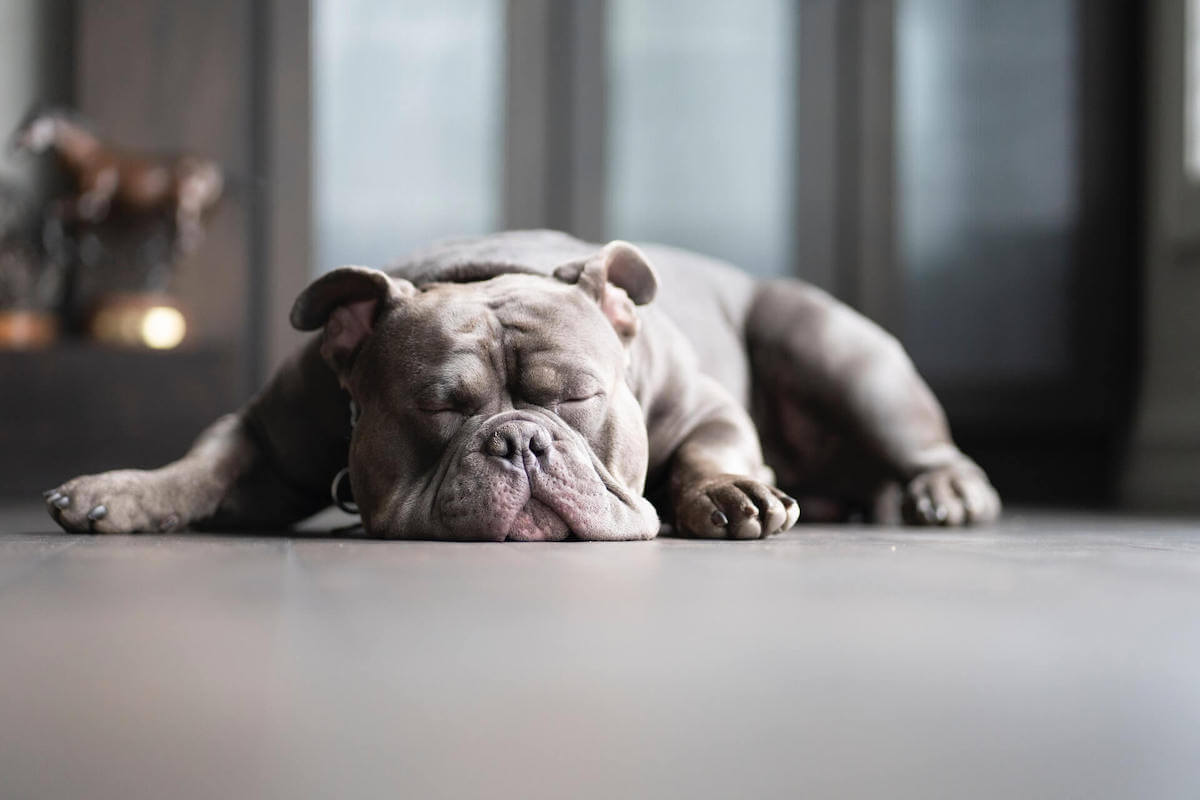 why do french bulldogs sleep so much