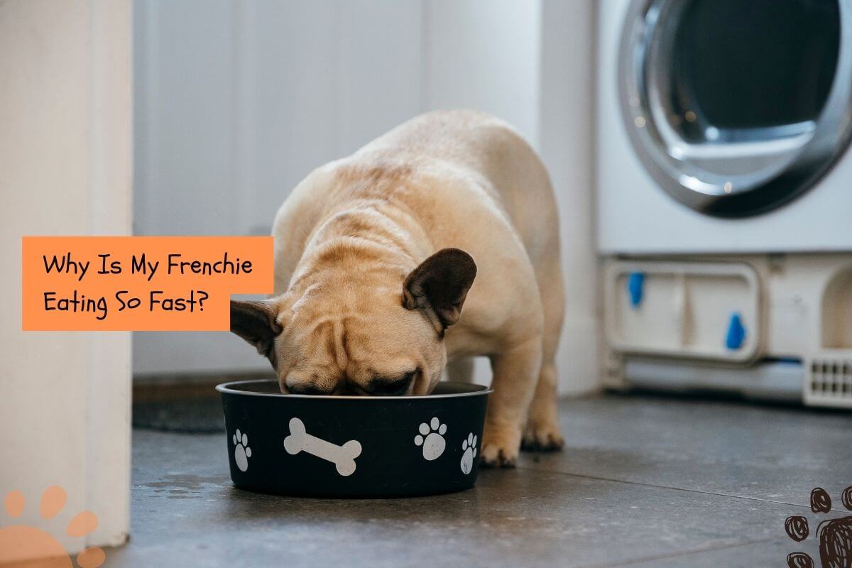 how to stop your Frenchie from eating too fast