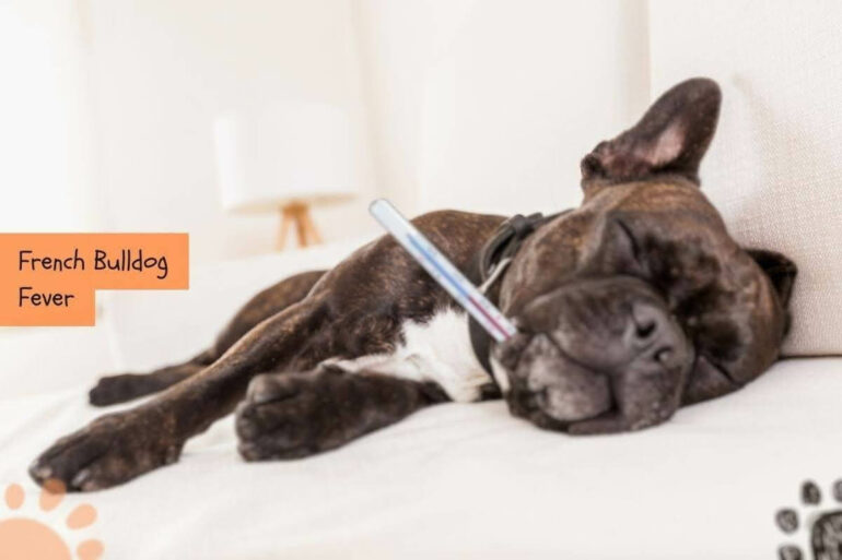 French Bulldog Fever (Signs + Normal Temperature!) Petlity