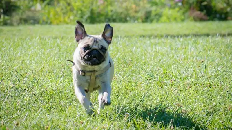 frenchie running outdoor