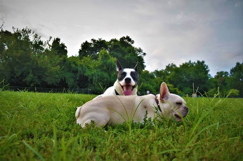 french bulldog playing with another dog