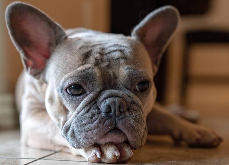 sad french bulldog