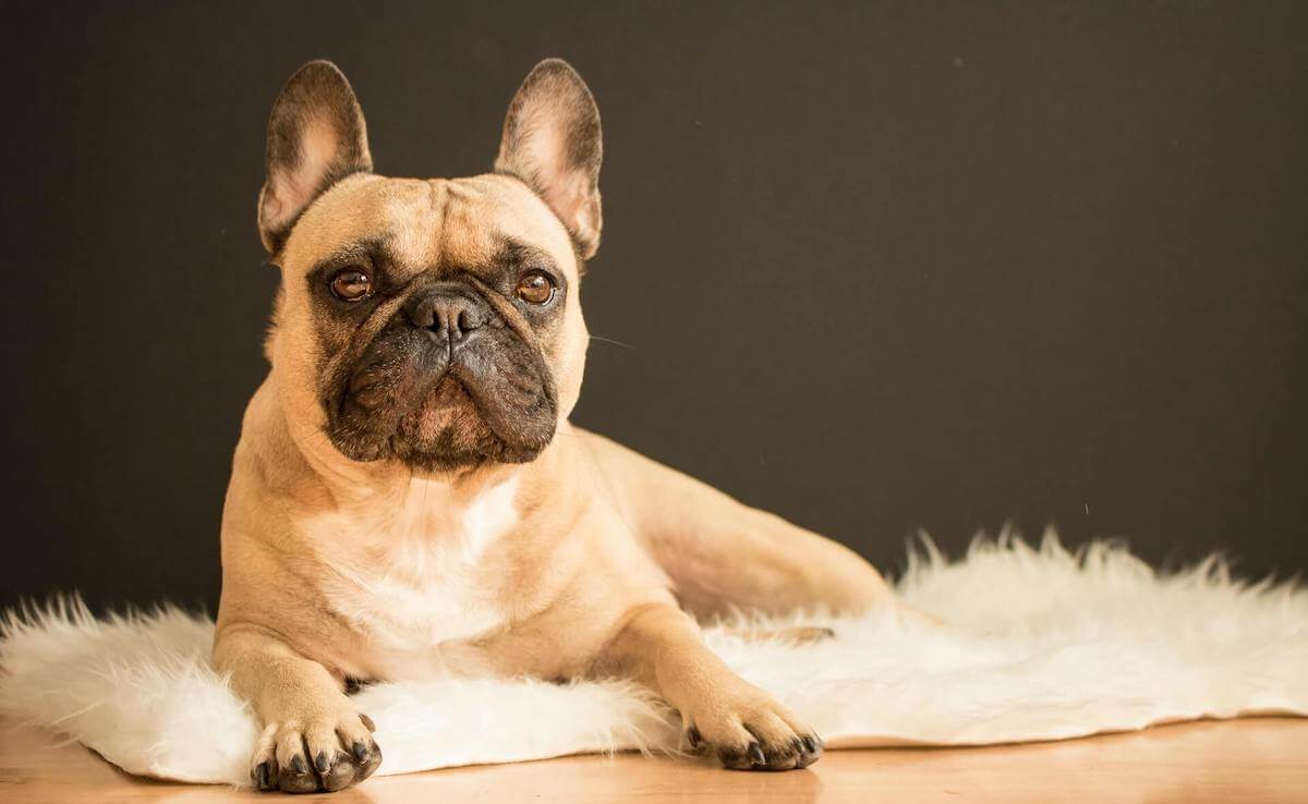 why are French Bulldogs so expensive