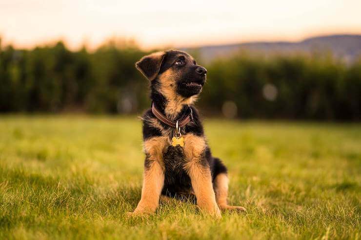 floppy german shepherd ears